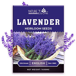 1400 English Lavender Seeds for Planting Indoors or Outdoors