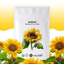 Giant Sunflower Seeds for Planting - Mammoth Grey Stripe - 300 Seeds
